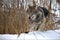 Closeup of a grey wolf in a forest covered in the snow in Belarus