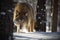 Closeup of a grey wolf in a forest covered in the snow in Belarus