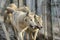 Closeup of grey wolfs with yellow eyes looking from wire netting sunny day outdoor