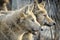 Closeup of grey wolfs with yellow eyes looking from wire netting sunny day outdoor