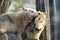 Closeup of grey wolfs with yellow eyes looking from wire netting sunny day outdoor