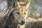 Closeup of grey wolfs with yellow eyes looking from wire netting sunny day outdoor