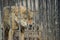 Closeup of grey wolfs with yellow eyes looking from wire netting sunny day outdoor