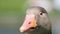 Closeup of a Greylag goose