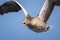 Closeup of a greylag goose Anser Anser imigrating