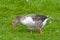 Closeup of a Greylag Goose in grass