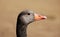 Closeup of a greylag goose head