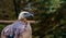 Closeup of a griffon vulture, common scavenger bird from europe