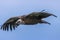 Closeup Griffon Vulture in Flight in southern Spain