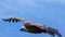 Closeup Griffon Vulture in Flight in southern Spain