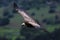 Closeup Griffon Vulture in Flight in southern Spain