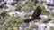 Closeup Griffon Vulture in Flight in southern Spain