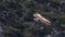 Closeup Griffon Vulture in Flight in southern Spain