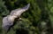 Closeup Griffon Vulture in Flight in southern Spain