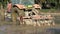 Closeup grimotor plows rice field in countryside. Tractor plowing plantation