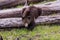 Closeup of a grizzly bear lying on tree trunks, yellowing trees blurred background