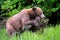 Closeup of a Grizzly Bear resting on a piece of wood in a meadow field