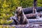 Closeup of a grizzly bear sitting near tree trunks, yellowing trees blurred background