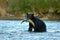 Closeup of a Grizzly Bear in the water eating fish in the Vancouver Islands, Canada