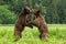 Closeup of Grizzly bears playing together in the Khutzeymateen Grizzly Bear Sanctuary, Canada