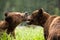 Closeup of Grizzly bears playing together in the Khutzeymateen Grizzly Bear Sanctuary, Canada