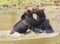 A closeup of Grizzly bears playing together in water