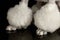 Closeup Groomed Paws of White Poodle Dog Isolated Black Background