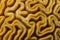 Closeup of Grooved Brain Coral Pattern