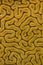 Closeup of Grooved Brain Coral Pattern