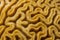 Closeup of Grooved Brain Coral Pattern