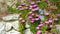 Closeup of ground creeping plant with green succulent leaves and  purple, pink, white blossoms carpobrotus dimidiatus between