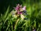 Closeup of a ground ivy weed in nice lawn