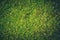 Closeup ground moss grass in rainforest wet moist