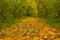 Closeup ground road in forest covered by dry leaves