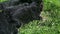 Closeup group of black german shepherd puppies sleep in green grass