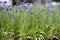 Closeup of group of blue flowers of cornflowers in city