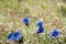 Closeup of a group blue gentian flowers