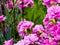 Closeup of group of bright pink flowers common pink, garden pink or wild pink or dianthus plumarius with symmetric petals with