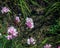 Closeup of group of bright pink flowers common pink, garden pink or wild pink or dianthus plumarius with symmetric petals with