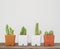 Closeup group of cactus in white and brown plastic pot on blurred wood desk and white cement wall textured background with copy sp