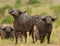 Closeup of a group of Cape Buffalo