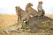 Closeup of a group of Cheetahs on a rock in the wild