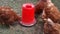 Closeup of group chickens eat food