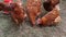 Closeup of group chickens eat food