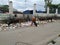 Closeup and Group of Cows Eating in a Garbage at the City Roadside