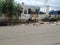 Closeup and Group of Cows Eating in a Garbage at the City Roadside