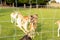 Closeup of a group of deer at a grassy field behind a fence