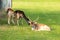 Closeup of a group of deer lying and grazing under a tree at a grassy field