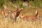 Closeup of a group of deers in the forest with tall trees in the background