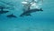 Closeup, group of dolphins swims under surface in blue water.